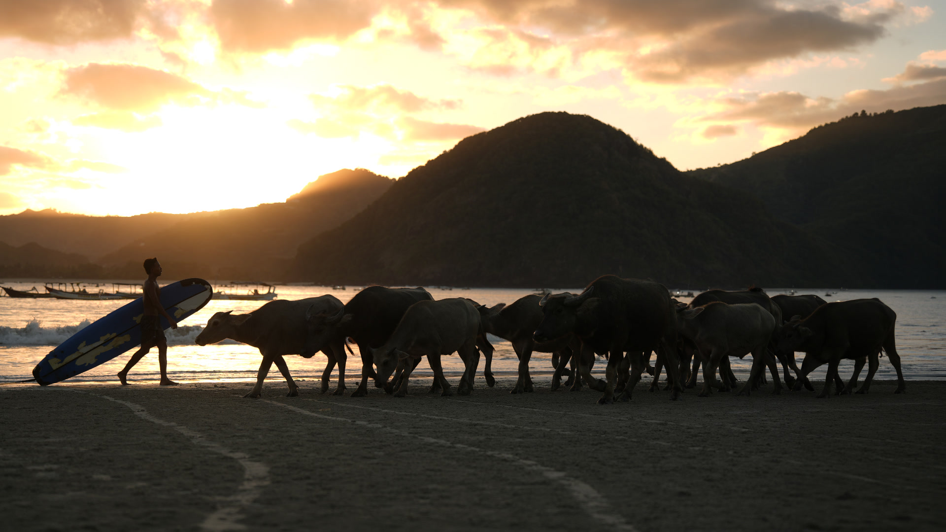 Sunset on a South Lombok beach — a surfer walks alongside water buffalo on the sand, mountains silhouetted against golden light