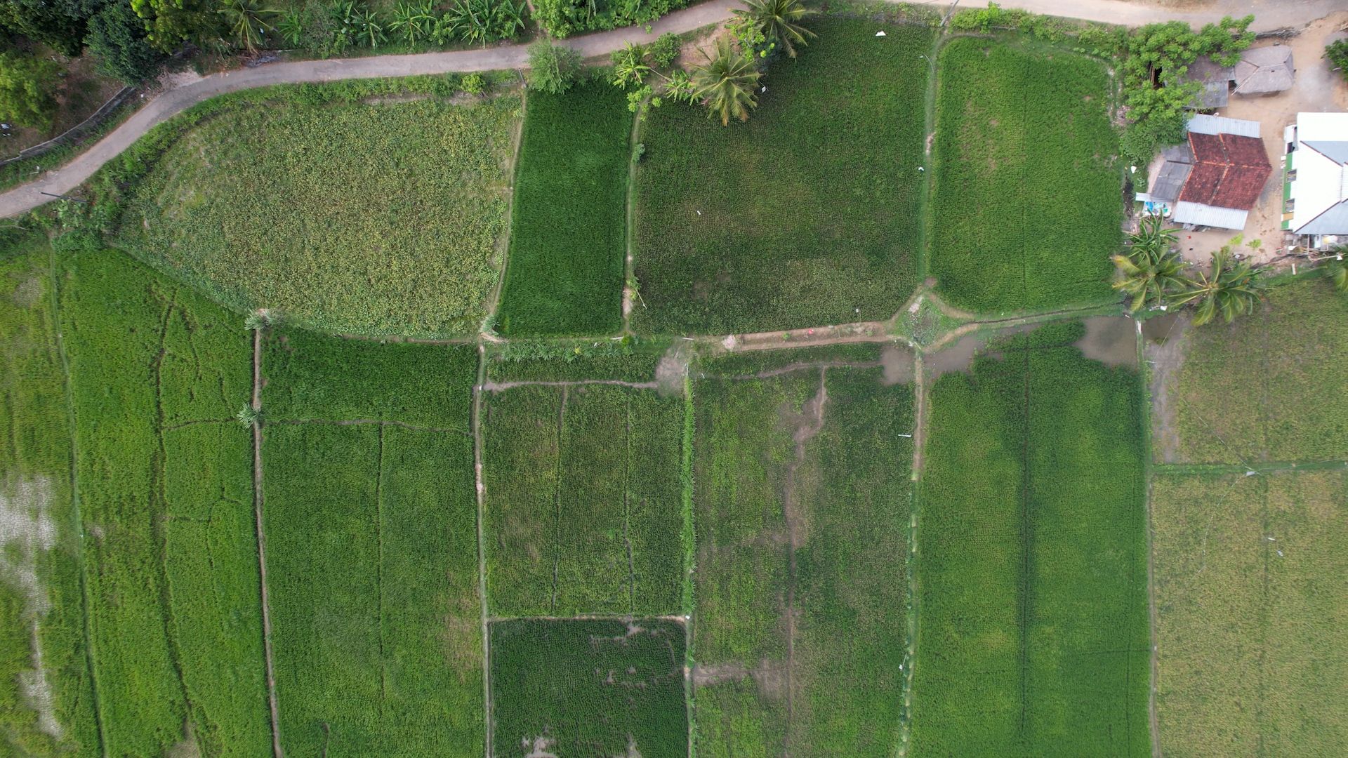 Aerial view of the terraced ricefields below Tampah Fields, with village lanes and the sea close by